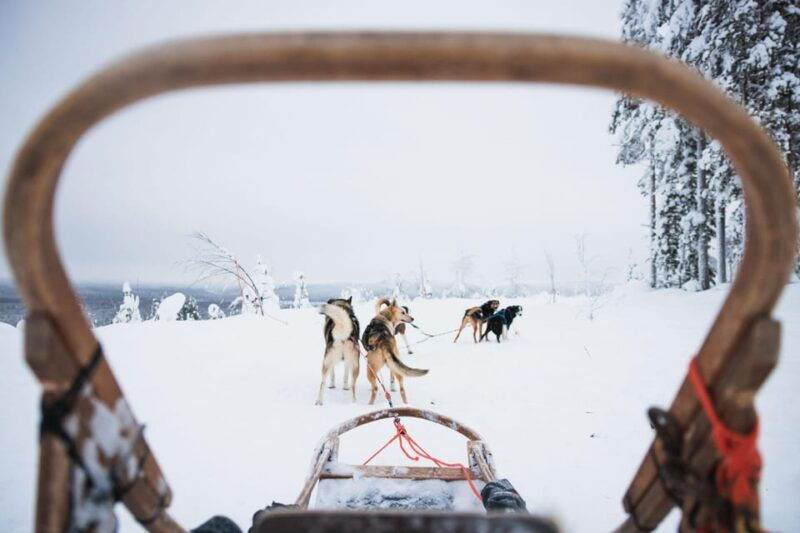 rovaniemi-arctic-circle-long-trail-husky-adventure