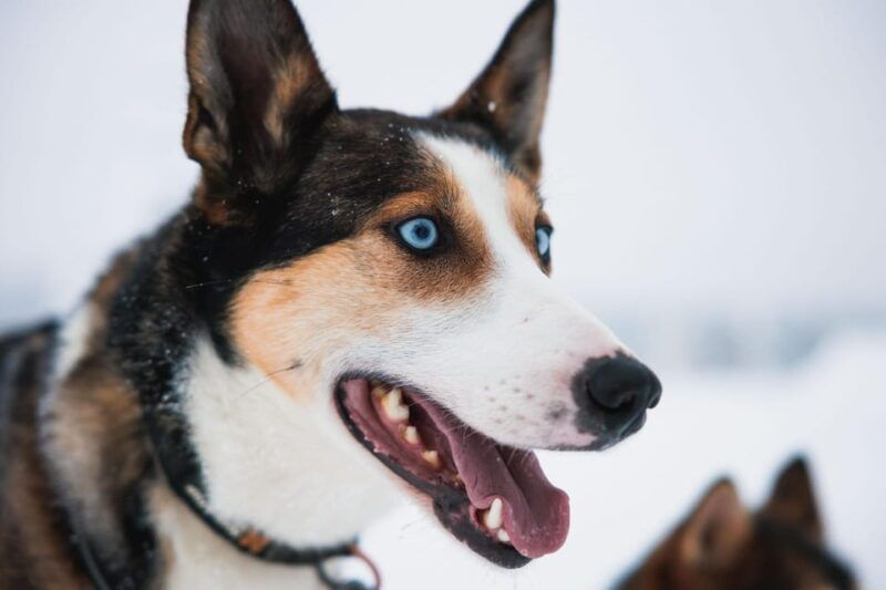 rovaniemi-arctic-circle-long-trail-husky-adventure