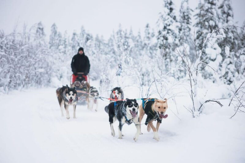 rovaniemi-arctic-circle-long-trail-husky-adventure