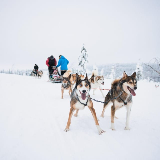 rovaniemi-arctic-circle-long-trail-husky-adventure