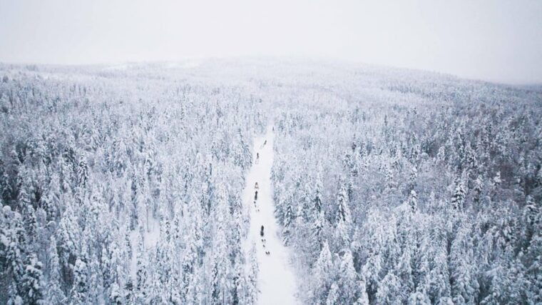 rovaniemi-arctic-circle-long-trail-husky-adventure