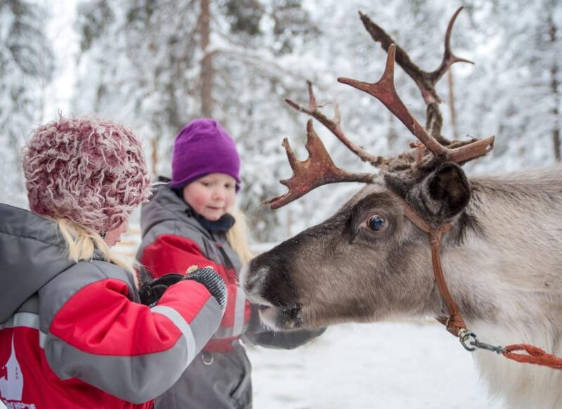 rovaniemi-arctic-reindeer-experience-with-lunch