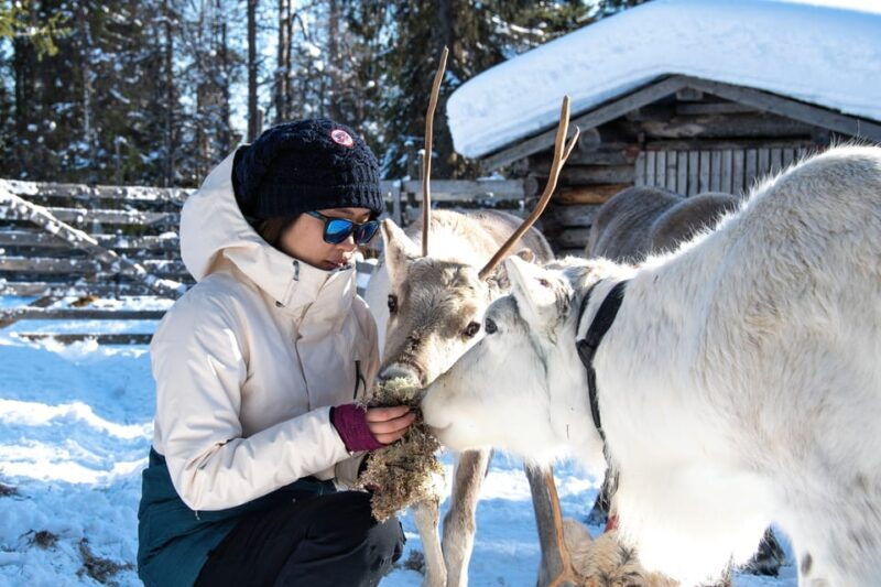 rovaniemi-arctic-reindeer-experience-with-lunch