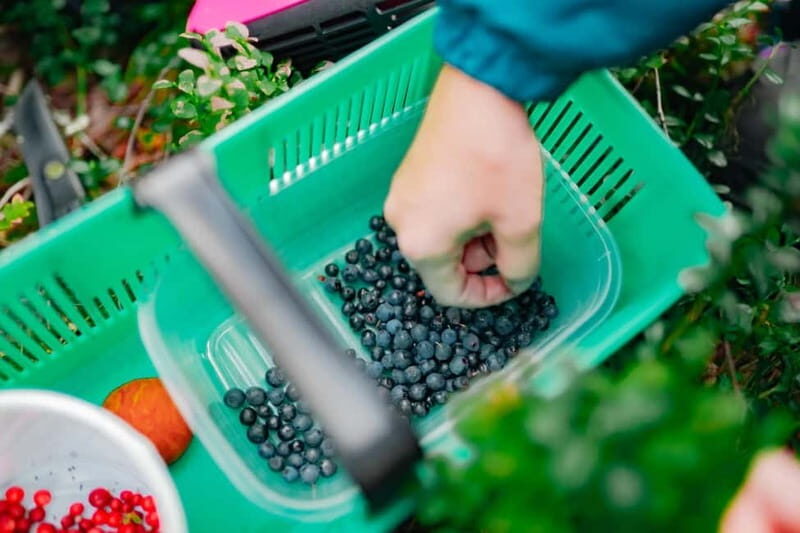 Rovaniemi: Arctic Wild Berry & Mushroom Foraging and Tasting - FAQ