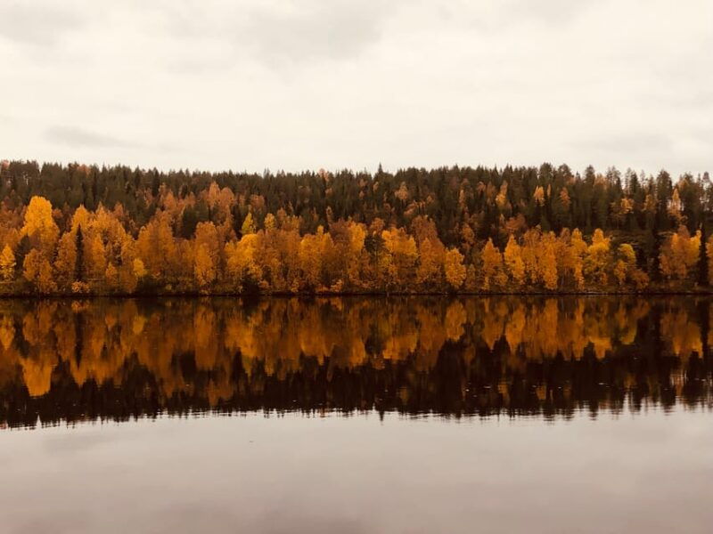 rovaniemi-arctic-wilderness-forests-guided-e-bike-tour