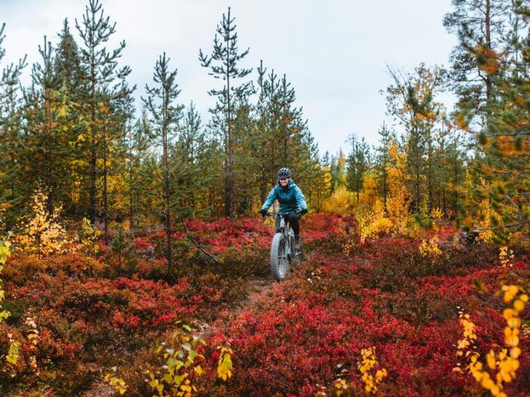 rovaniemi-arctic-wilderness-forests-guided-e-bike-tour