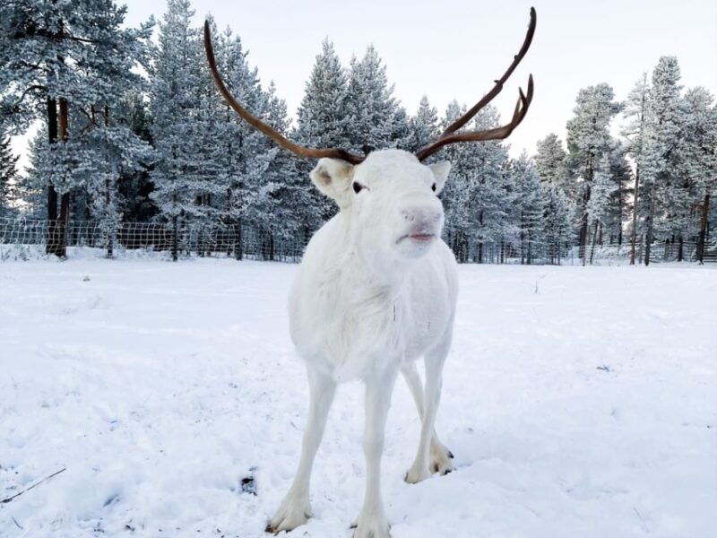 rovaniemi-authentic-reindeer-farm-safari-long-sled-ride-2