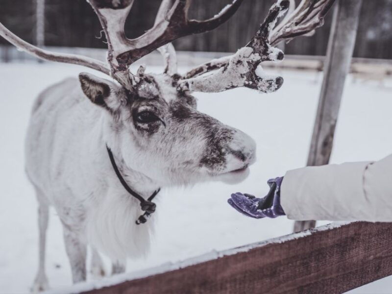 rovaniemi-authentic-reindeer-farm-safari-long-sled-ride-2