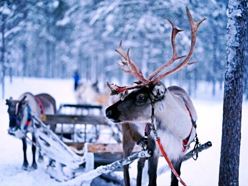 rovaniemi-authentic-reindeer-farm-safari-long-sled-ride-2
