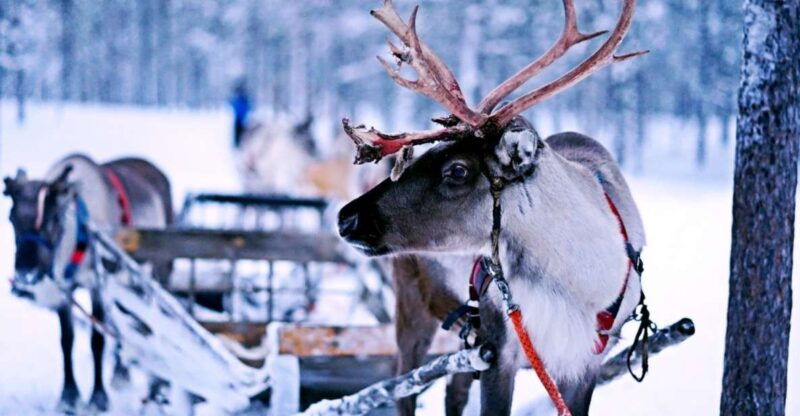 rovaniemi-authentic-reindeer-farm-safari-long-sled-ride-2