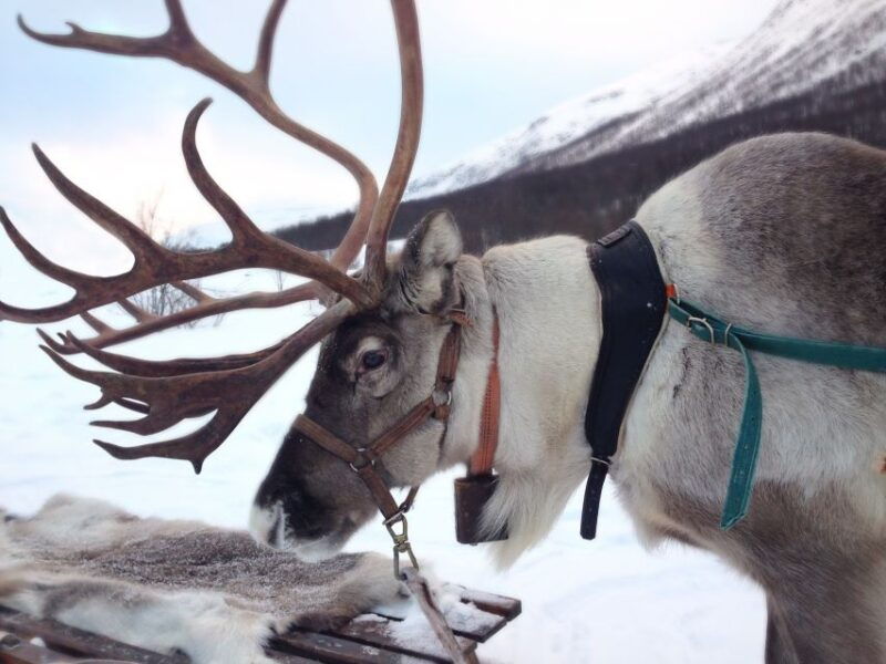 rovaniemi-authentic-reindeer-farm-visit-and-sleigh-ride