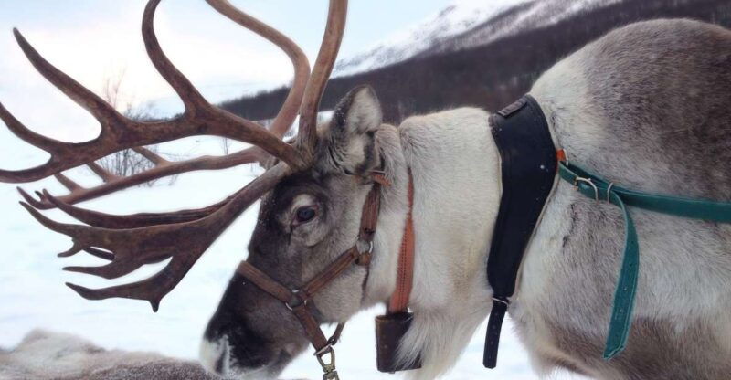 rovaniemi-authentic-reindeer-farm-visit-and-sleigh-ride