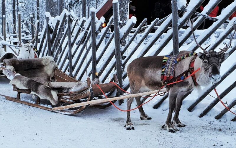 rovaniemi-authentic-reindeer-farm-visit-and-sleigh-ride