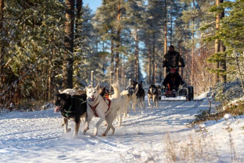 Rovaniemi: Autumn Husky Cart Ride with Hot Drink & Pickup - Who Should Book This Tour