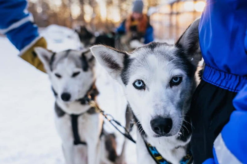 Rovaniemi: Autumn Husky Ride on Wheels - A Genuine Look at the Autumn Husky Ride on Wheels Experience