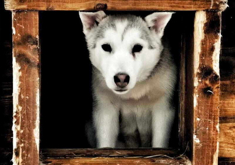 Rovaniemi: Autumn Husky Ride on Wheels - Frequently Asked Questions