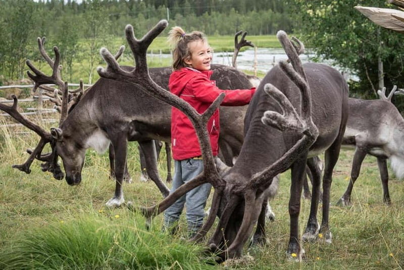 Rovaniemi: Autumn Reindeer Farm Visit - A Closer Look at the Tour