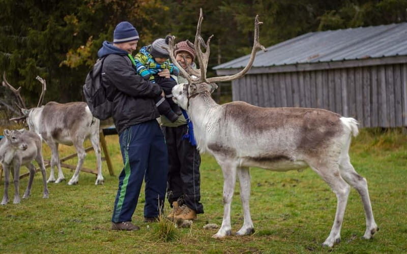 Rovaniemi: Autumn Reindeer Farm Visit - Comparing to Similar Experiences