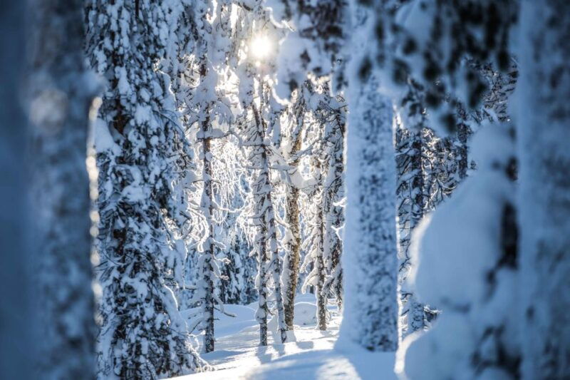 rovaniemi-backcountry-skiing-adventure