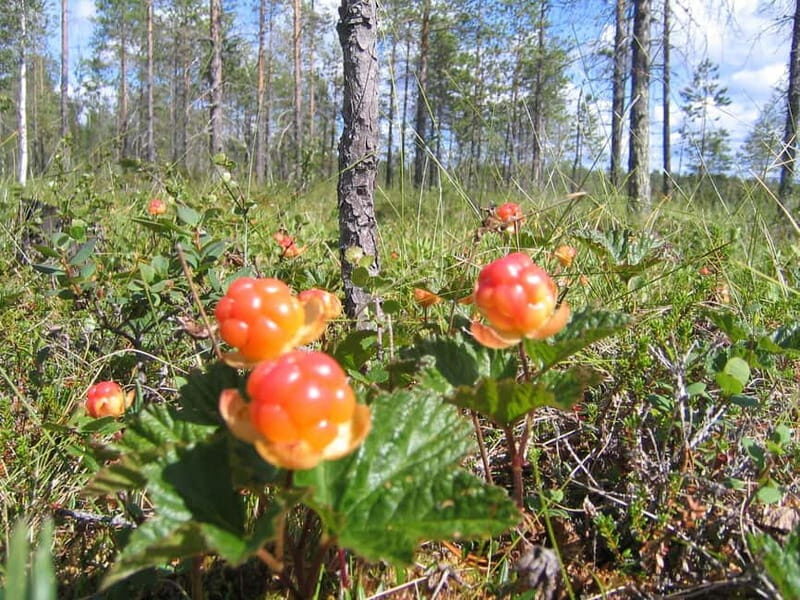 Rovaniemi: Berry and Mushroom Picking Tour with Pancakes - Discovering the Flavors of Finnish Lapland: A Review of the Berry and Mushroom Picking Tour in Rovaniemi