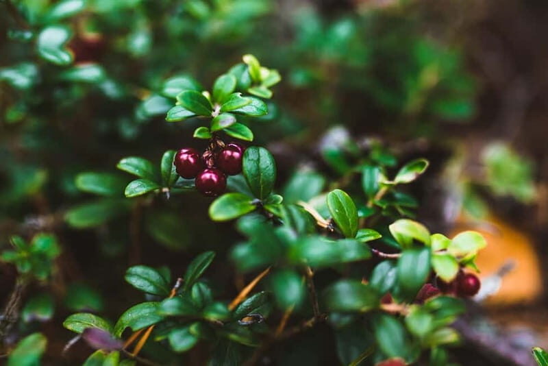 Rovaniemi: Berry and Mushroom Picking Tour with Pancakes - An In-Depth Look at the Tour Experience