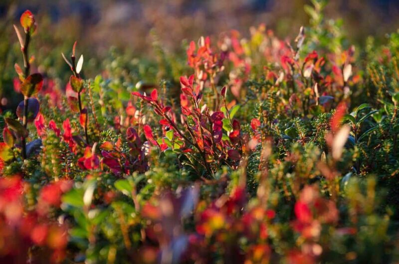 Rovaniemi: Berry and Mushroom Picking with Wilderness Guide - Who Should Consider This Tour?