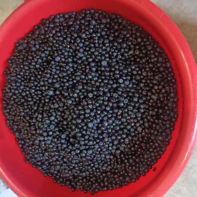Rovaniemi: Berry Picking Tour with Traditional Laavu - Introduction