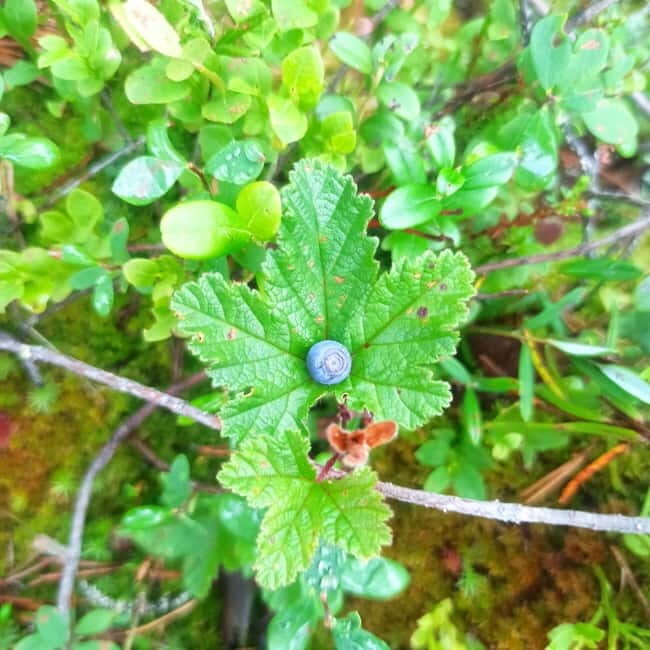 Rovaniemi: Berry Picking Tour with Traditional Laavu - Why This Tour Offers Great Value