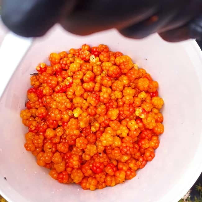 Rovaniemi: Berry Picking Tour with Traditional Laavu - Frequently Asked Questions