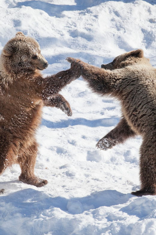 rovaniemi-day-at-ranua-wildlife-park-arctic-zoo