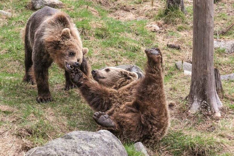 Rovaniemi: Day Trip to Ranua Wildlife Park - FAQs