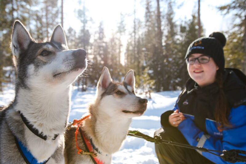 rovaniemi-daytime-husky-safari