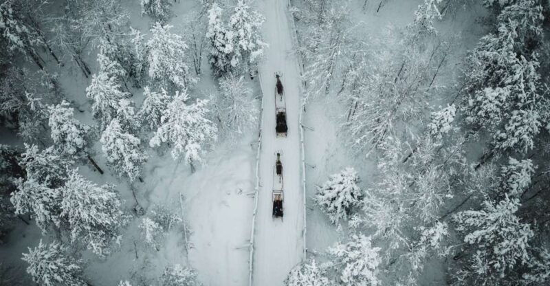 rovaniemi-daytime-reindeer-sleigh-ride