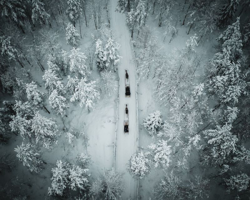 rovaniemi-daytime-reindeer-sleigh-ride