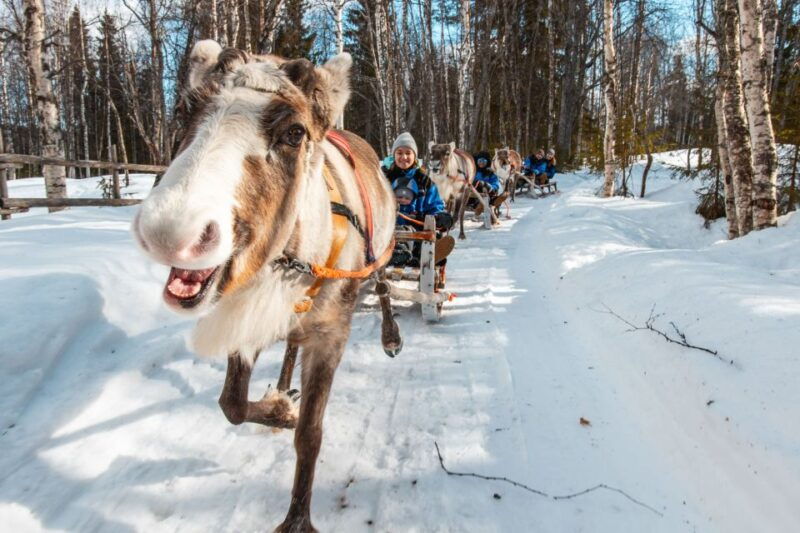 rovaniemi-daytime-reindeer-sleigh-ride