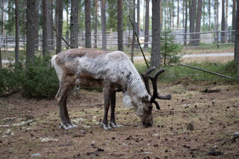 Rovaniemi: E-fatbike Trip to the Reindeer Farm - Practical Details and Considerations