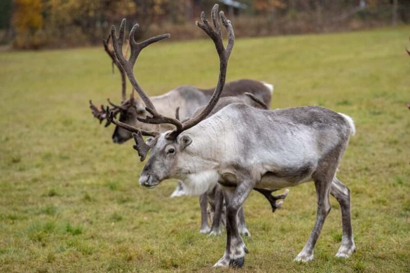 Rovaniemi: E-fatbike Trip to the Reindeer Farm - Why This Tour Is a Great Choice