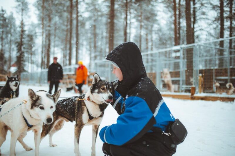 rovaniemi-early-winter-husky-sled-ride