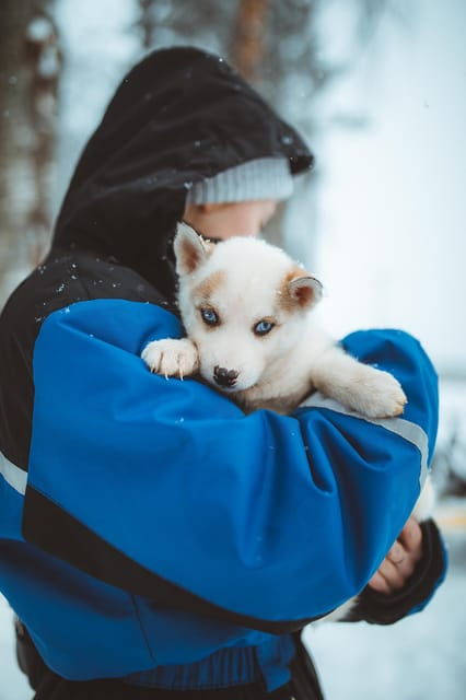 rovaniemi-early-winter-husky-sled-ride
