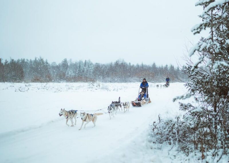 rovaniemi-early-winter-husky-sled-ride