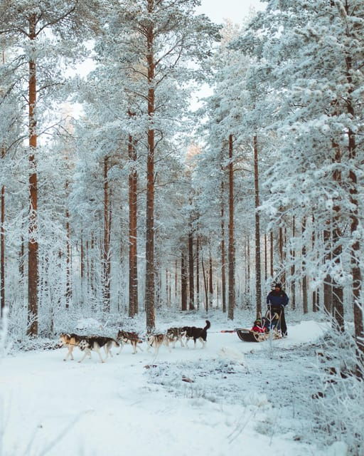 rovaniemi-early-winter-husky-sled-ride