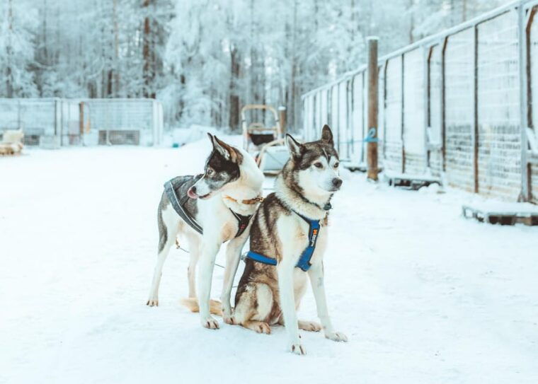 rovaniemi-early-winter-husky-sled-ride