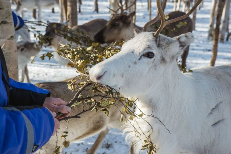 rovaniemi-evening-reindeer-safari