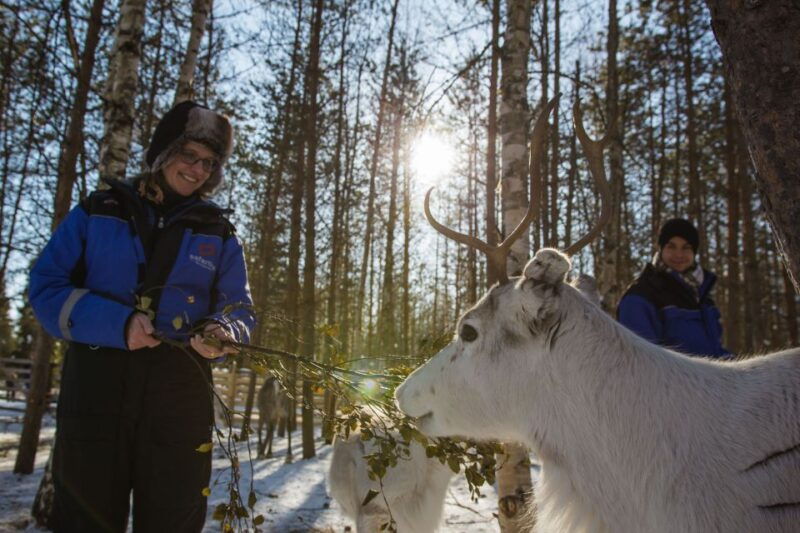 rovaniemi-evening-reindeer-safari