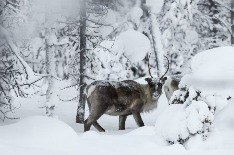 rovaniemi-evening-reindeer-safari