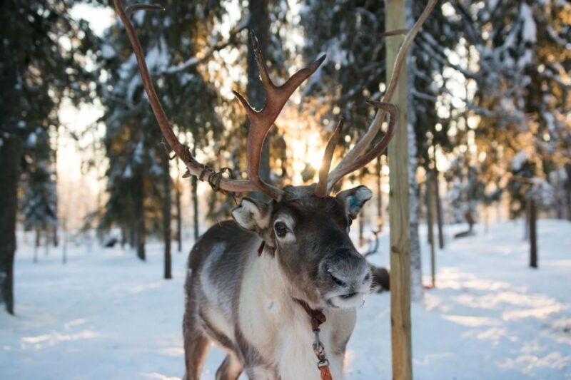 rovaniemi-evening-reindeer-safari