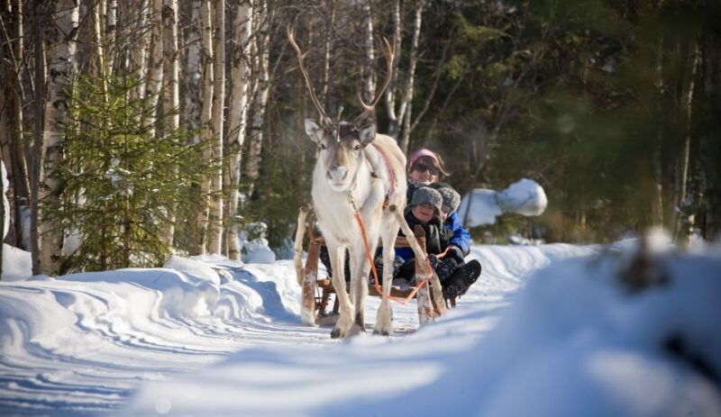 rovaniemi-evening-reindeer-safari