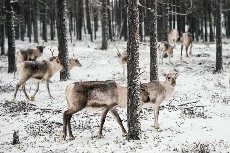 Rovaniemi Expedition "INTO THE WILD" and Glass Igloo Lunch - Why Choose This Tour?