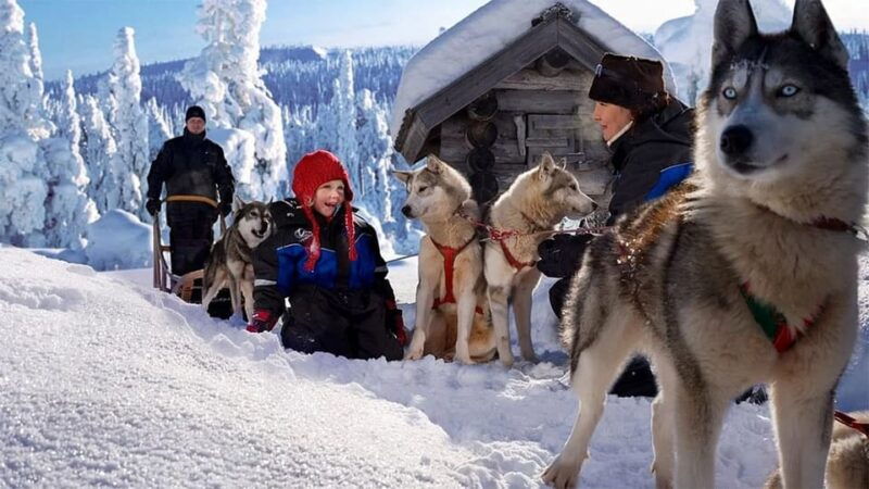 rovaniemi-family-friendly-husky-ride-and-farm-visit