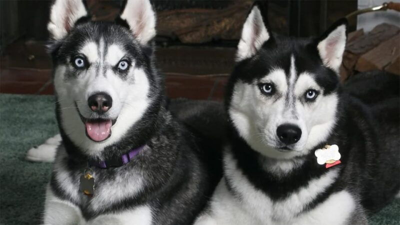 rovaniemi-family-friendly-husky-ride-and-farm-visit